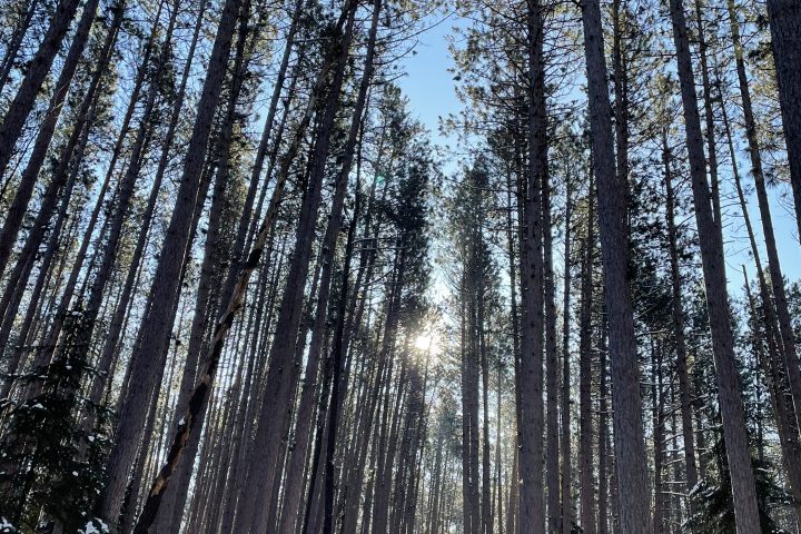 Tall pine trees in a snowy forest with sunlight filtering through, clear blue sky above.