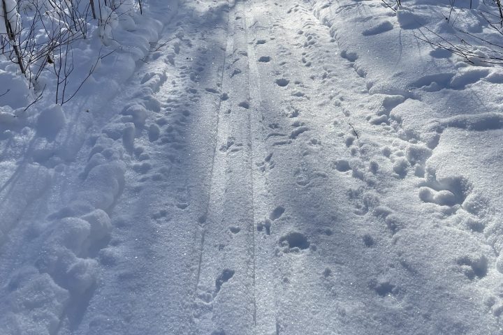 Snowy path in forest with ski tips and tracks visible, surrounded by trees.